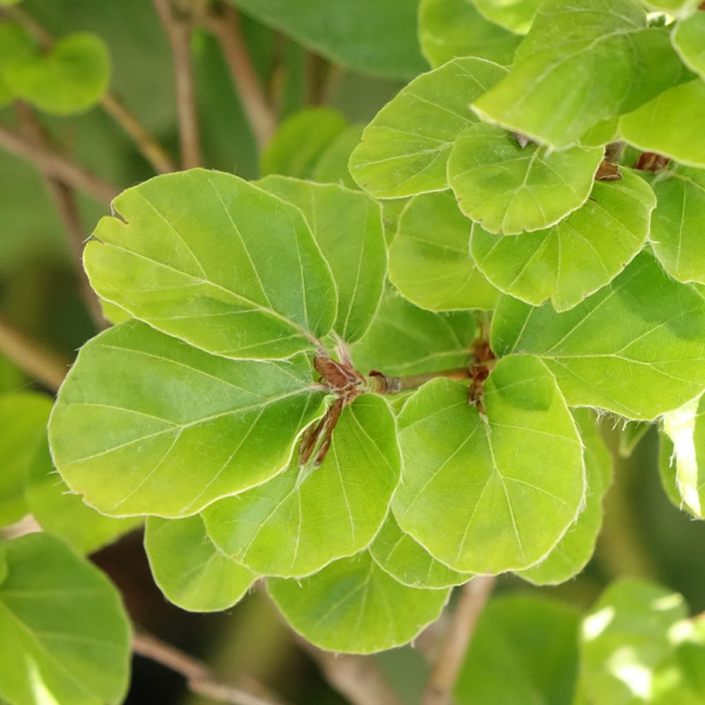 Fagus sylvatica Rotundifolia - Hêtre commun à feuilles rondes