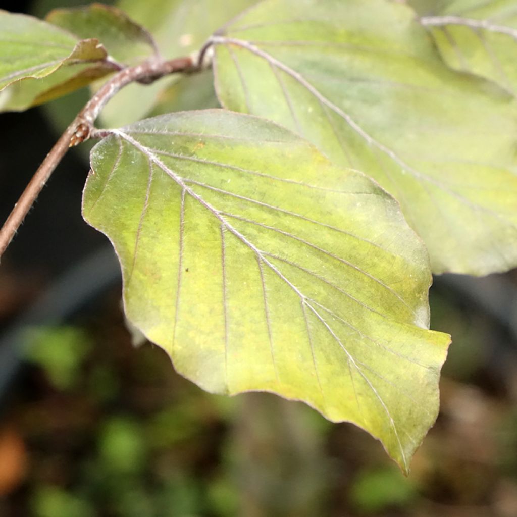 Fagus sylvatica Swat Magret - Hêtre pourpre