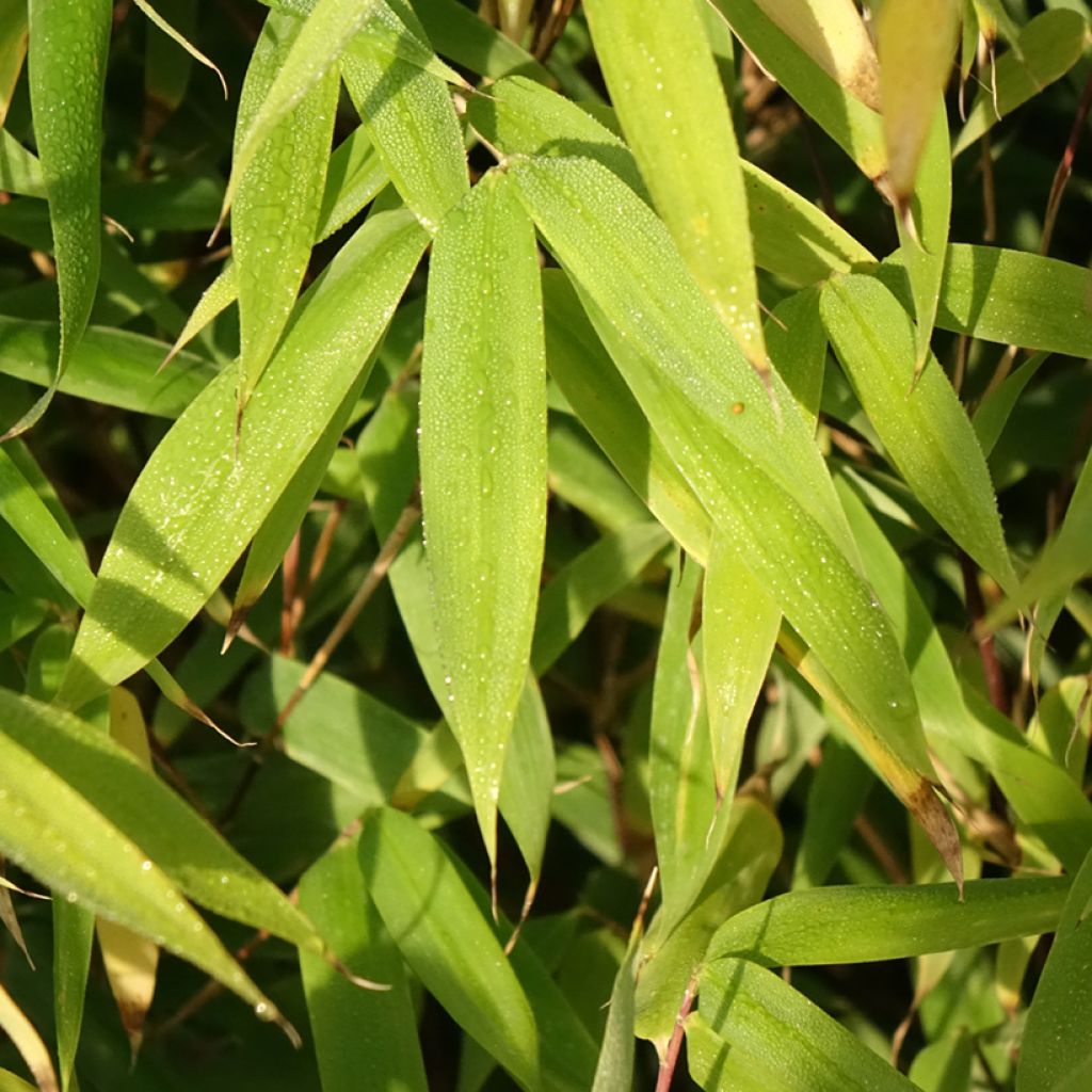 Fargesia Malachite Monkeys - Bambou non traçant