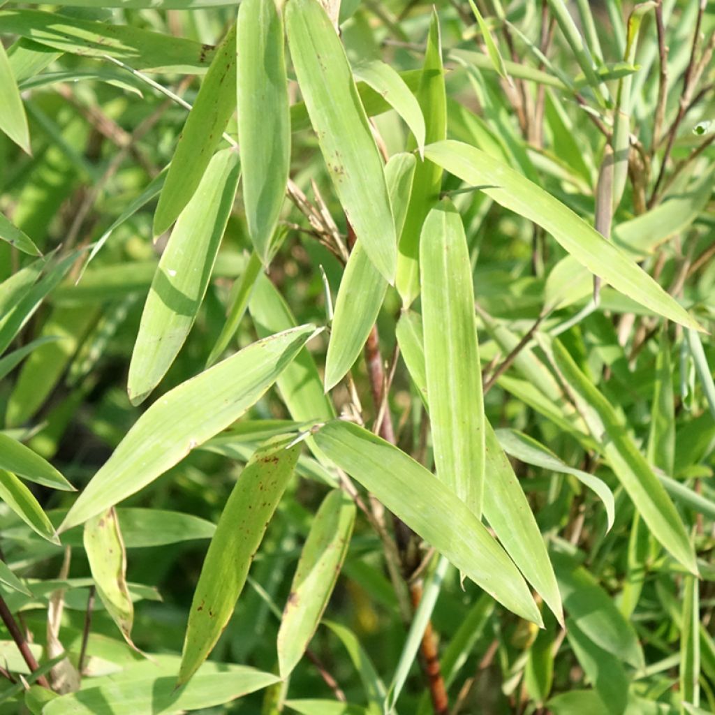 Fargesia nitida Trifina Black - Bambou non traçant