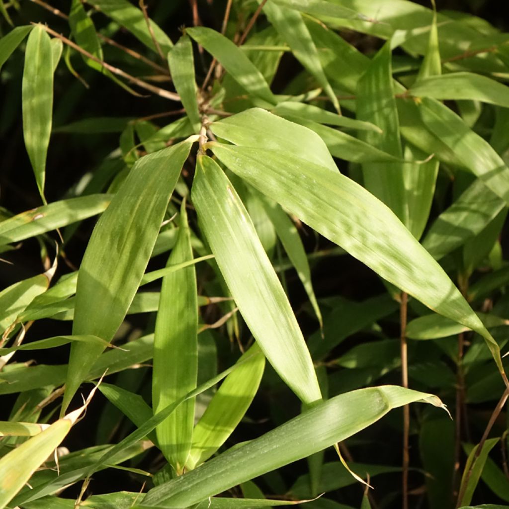 Fargesia robusta Formidable