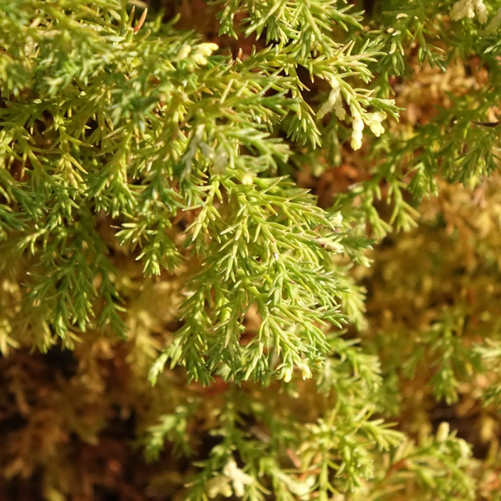 Faux cyprès du Japon - Chamaecyparis obtusa Snowflake