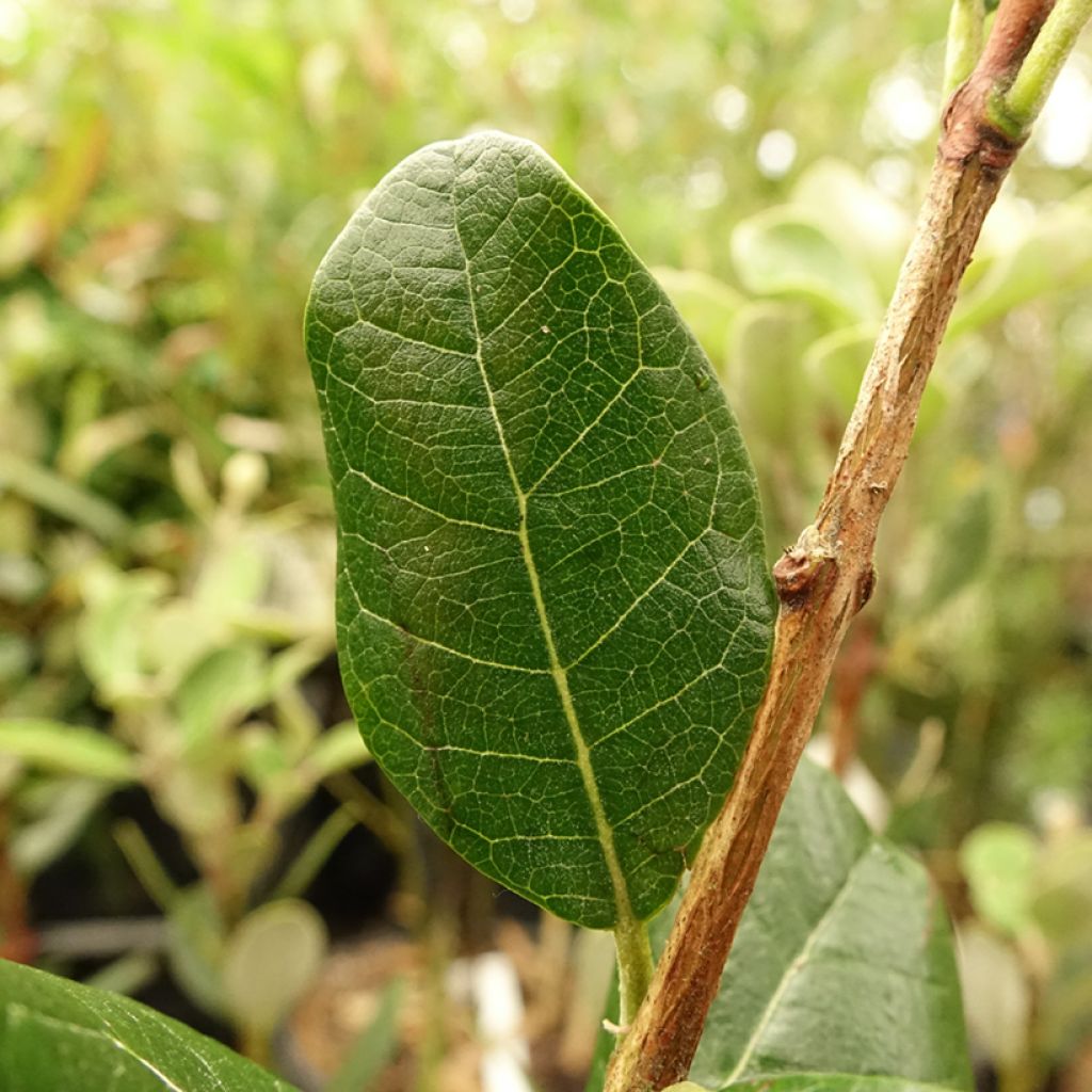 Feijoa ou Acca sellowiana Mammouth - Goyavier du Brésil