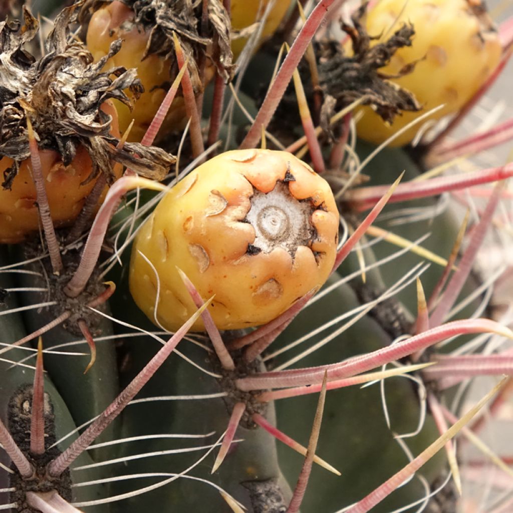 Ferocactus gracilis subsp. coloratus