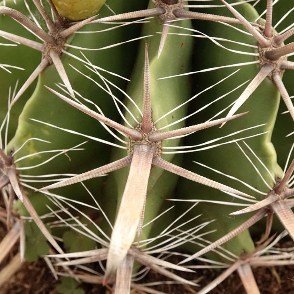 Ferocactus horridus - Cactus tonneau