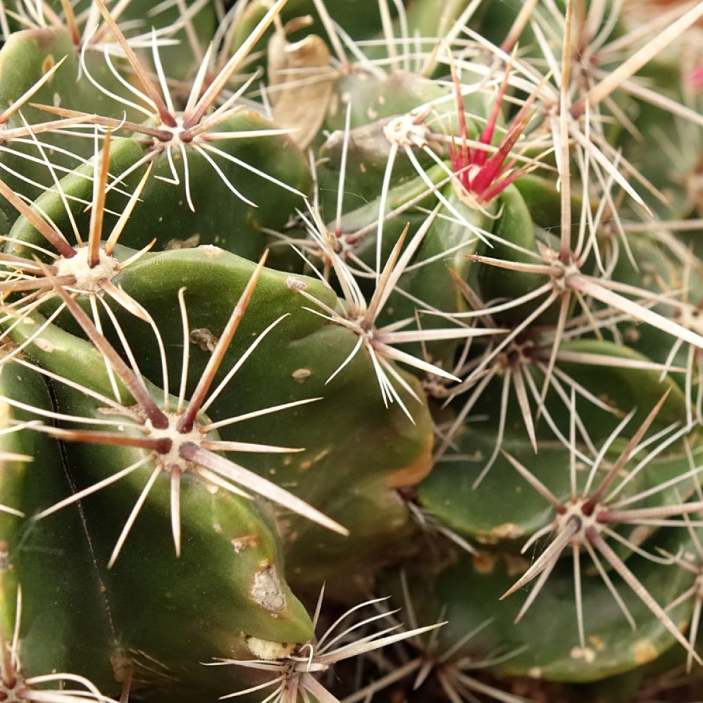 Ferocactus robustus - Cactus tonneau