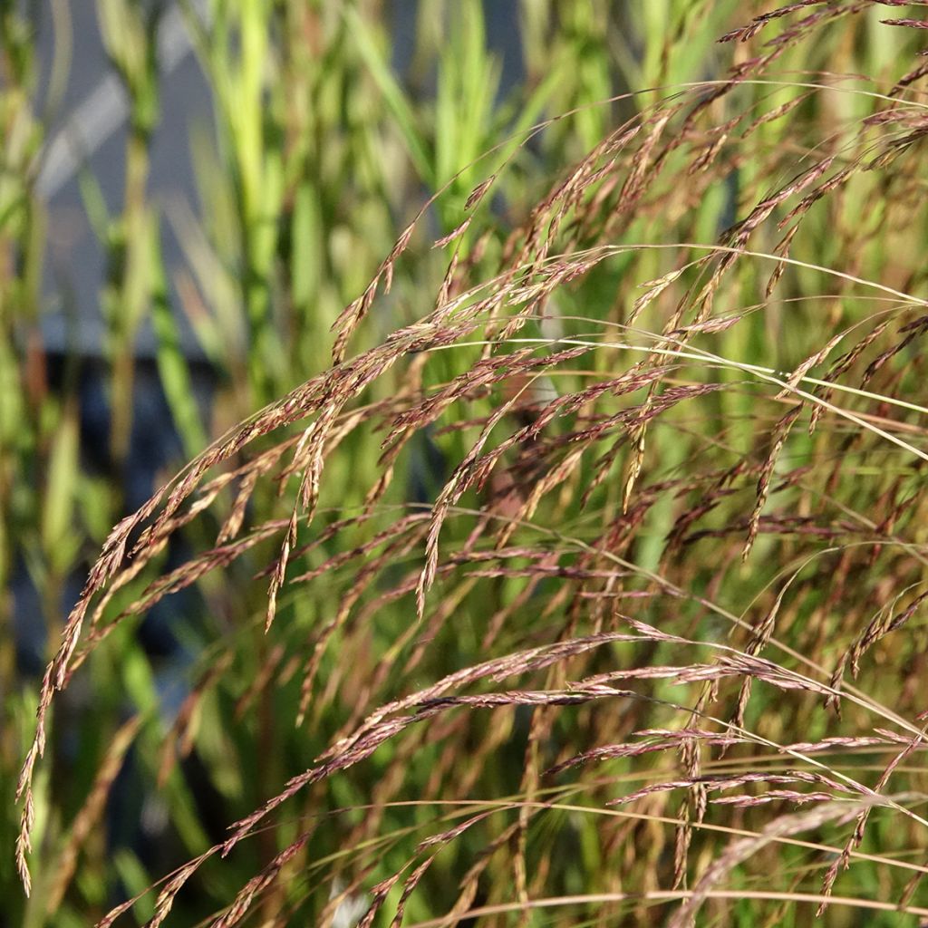 Festuca amethystina - Fétuque améthyste