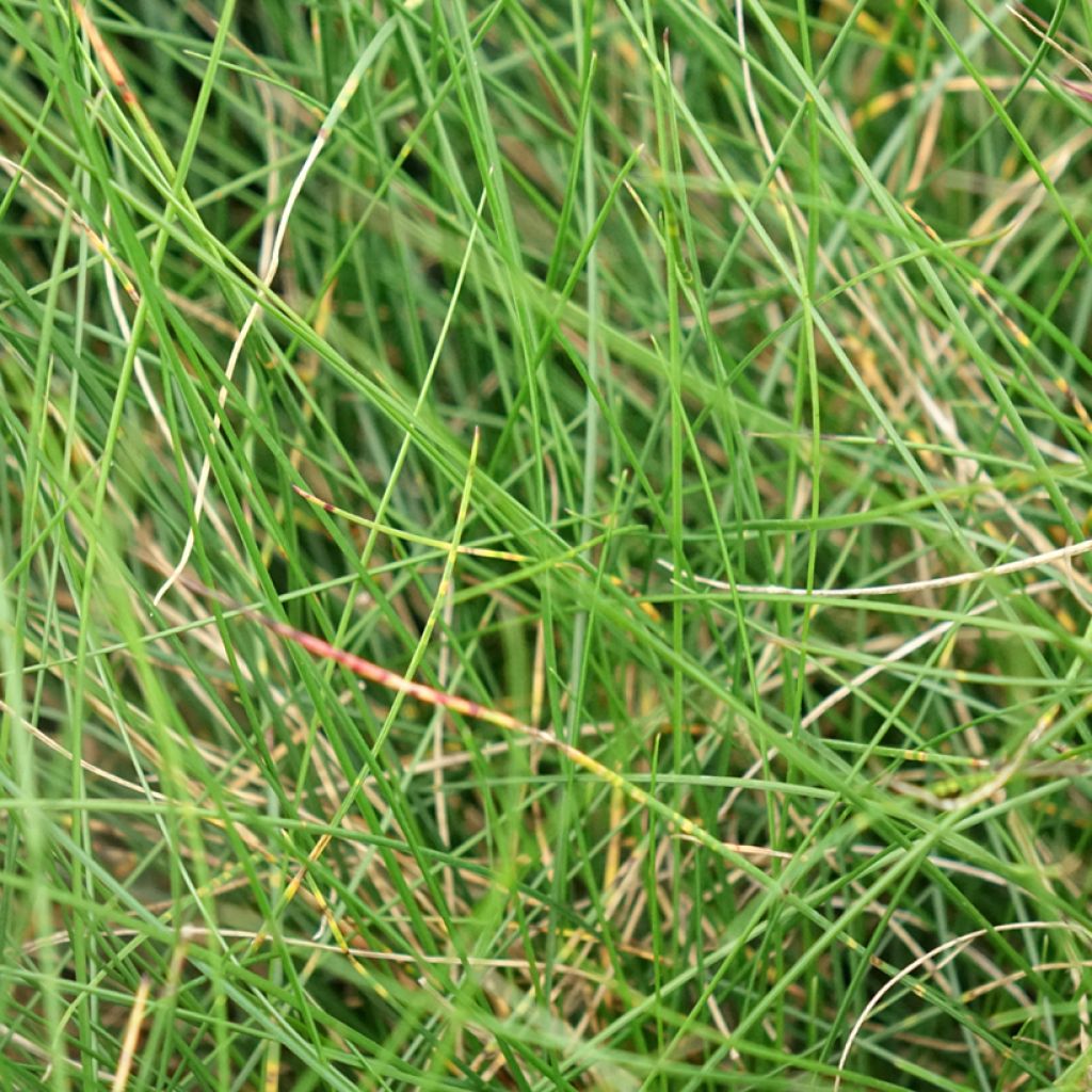 Festuca Sunrise - Fétuque