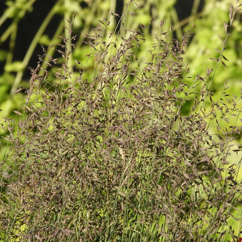 Festuca Sunrise - Fétuque