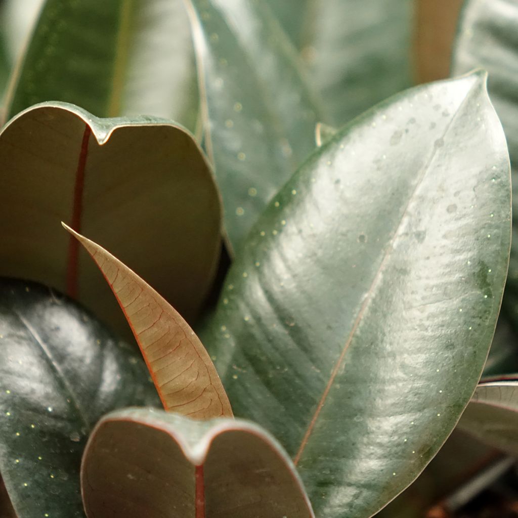 Ficus Abidjan - Caoutchouc