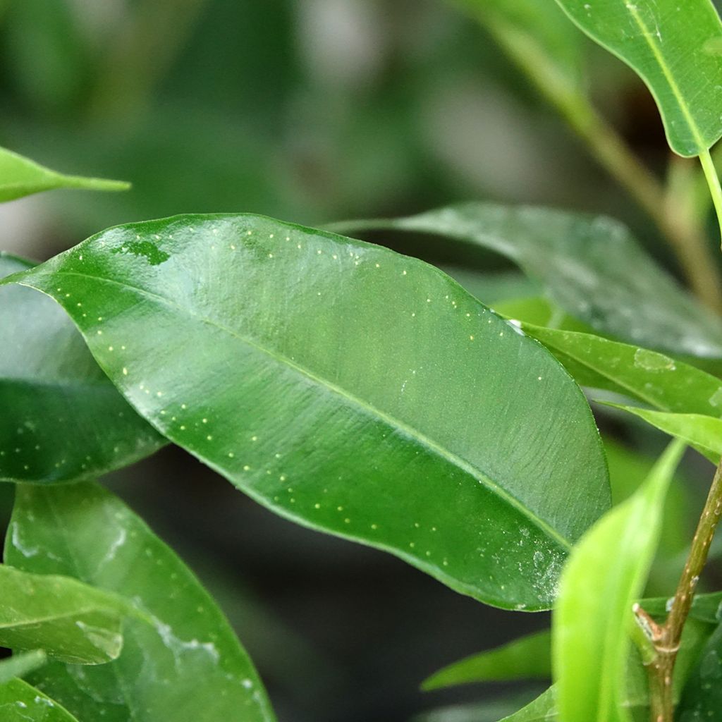 Ficus Natasja - Figuier pleureur nain