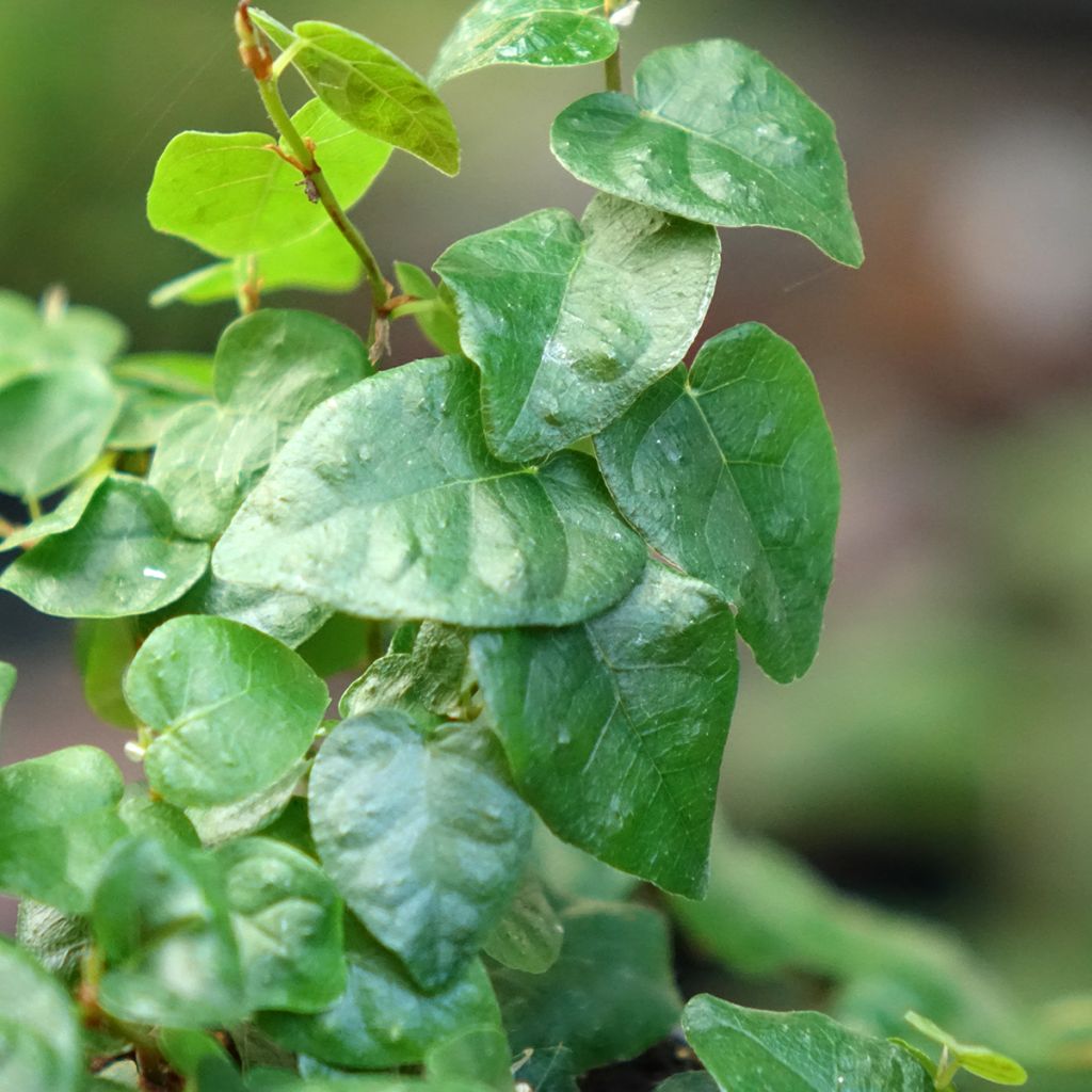 Ficus pumila Arina - Ficus nain rampant