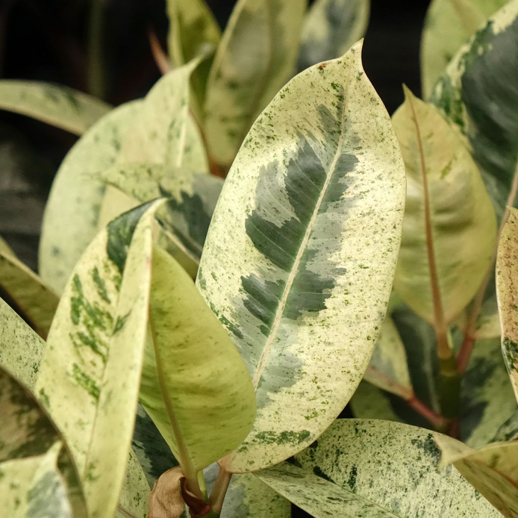 Ficus Shivereana - Caoutchouc panaché