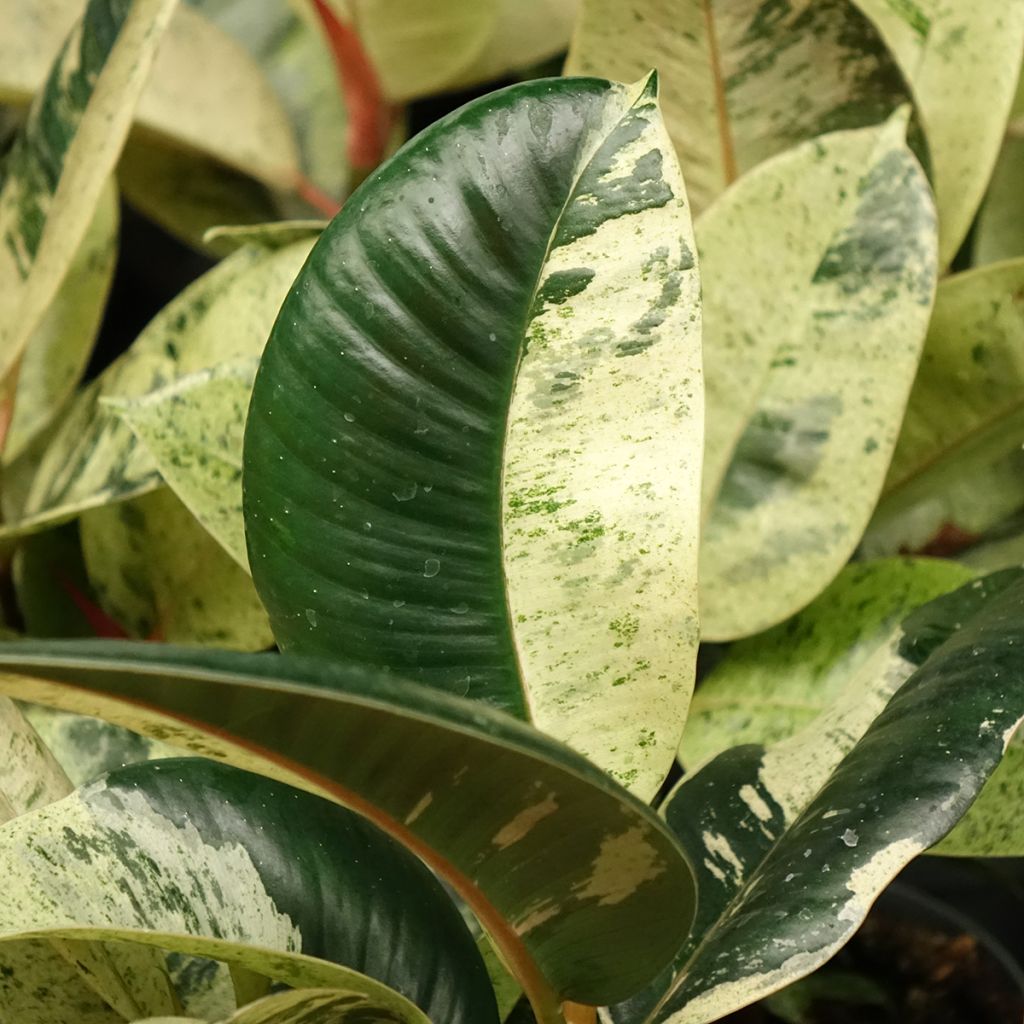Ficus Shivereana - Caoutchouc panaché