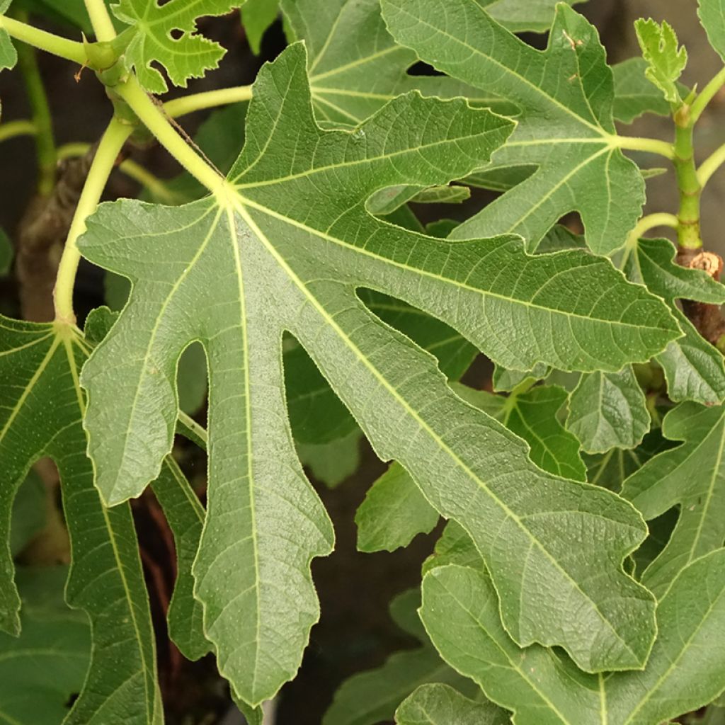 Figuier Bornholm's Diamant - Ficus carica