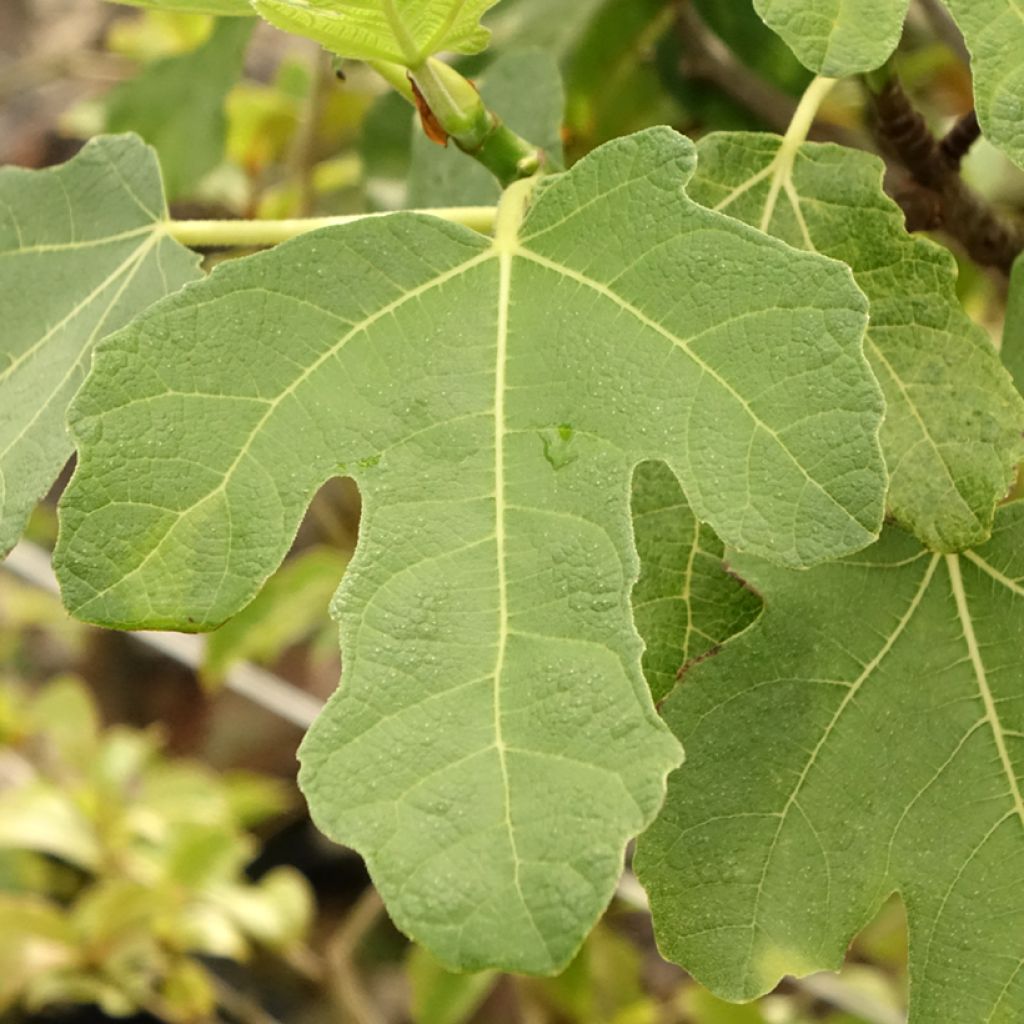 Figuier - Ficus carica Grise De Tarascon