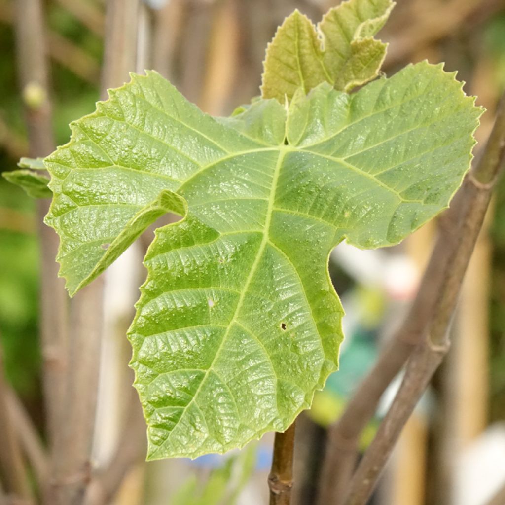 Figuier - Ficus carica Sultane