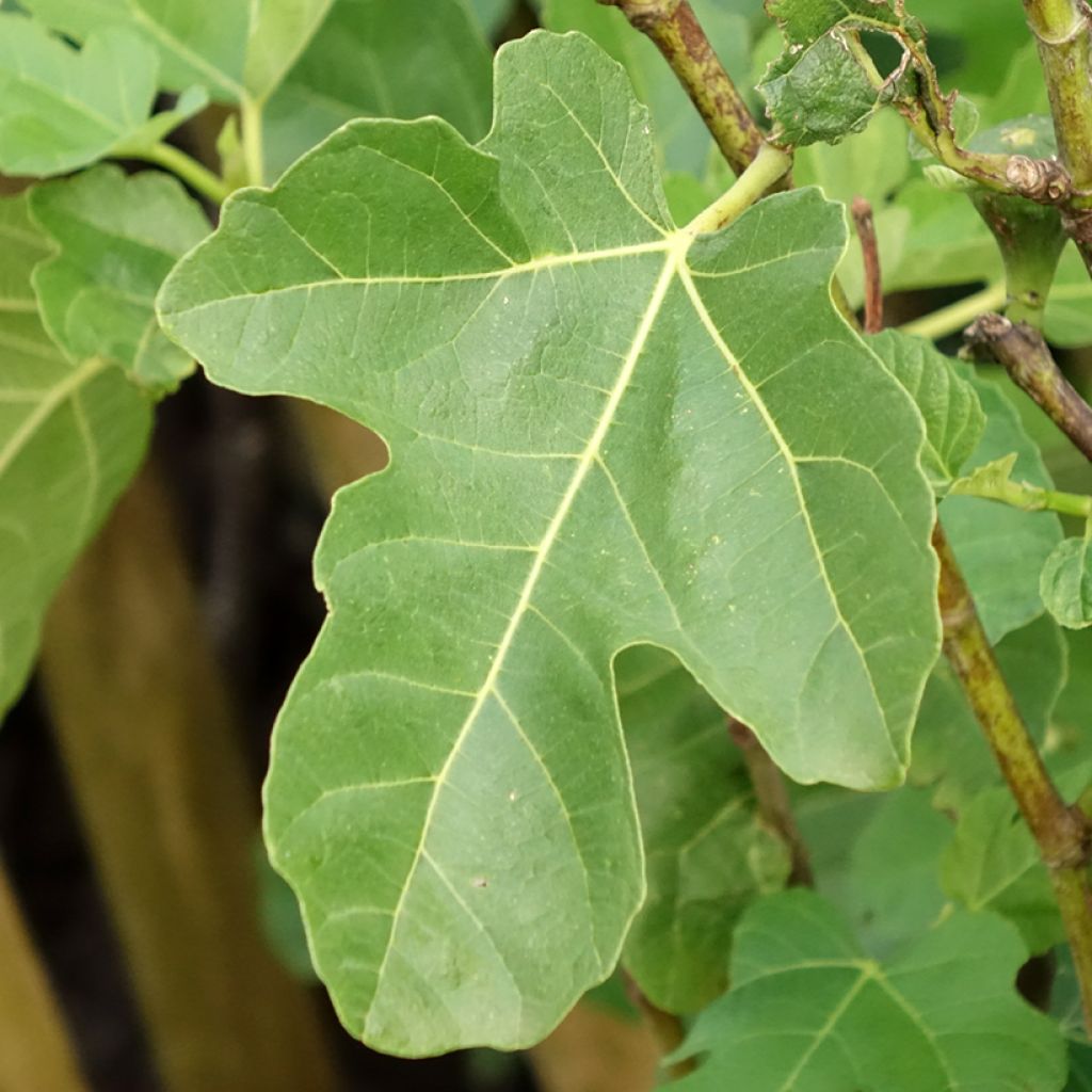 Figuier Jannot - Ficus carica 