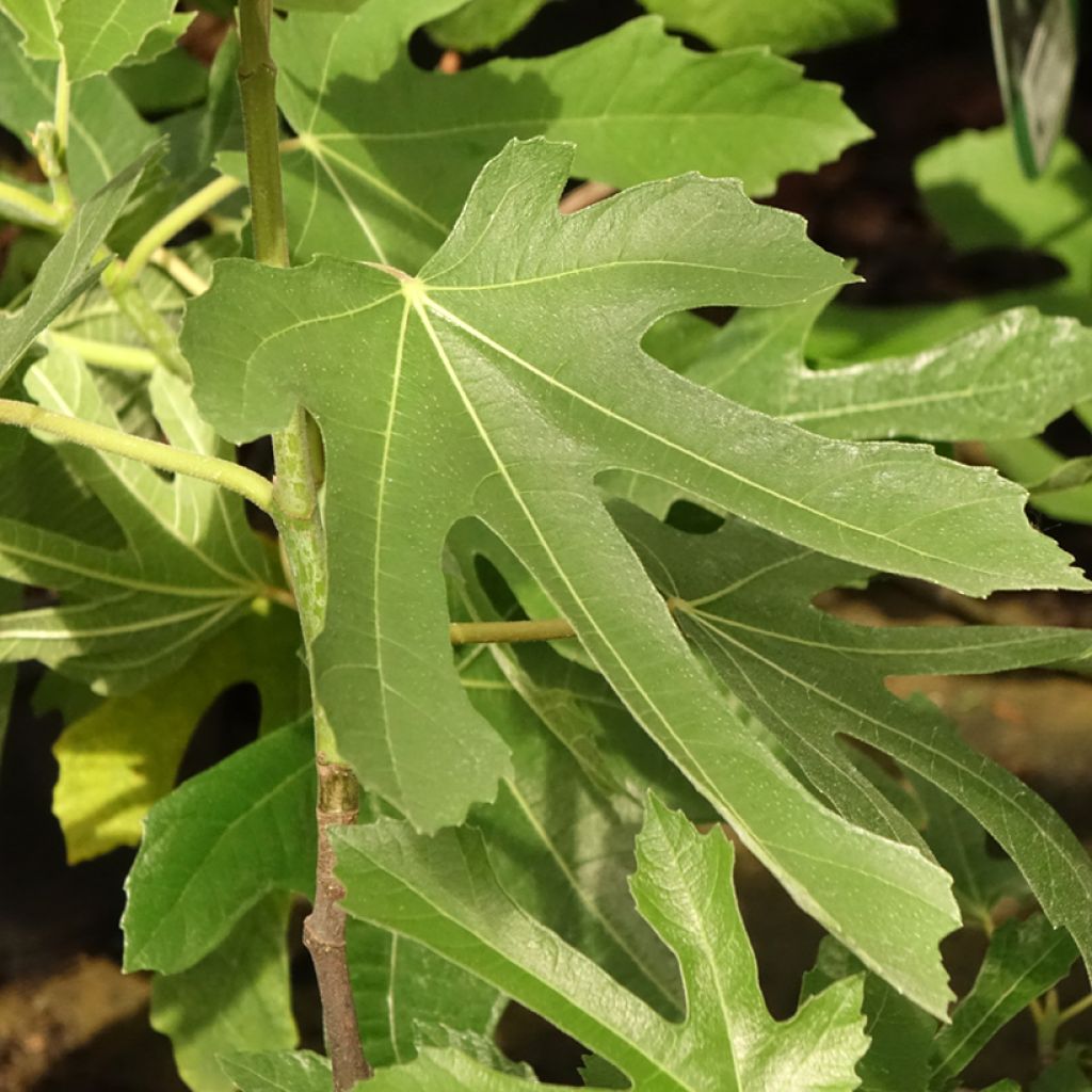 Figuier nain Figality - Ficus carica
