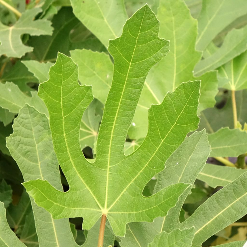 Figuier nain Figality - Ficus carica