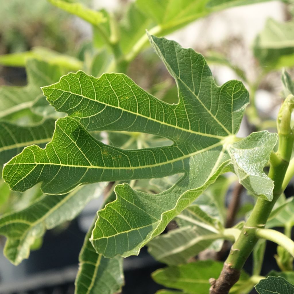 Figuier Noire de Bellone - Ficus carica