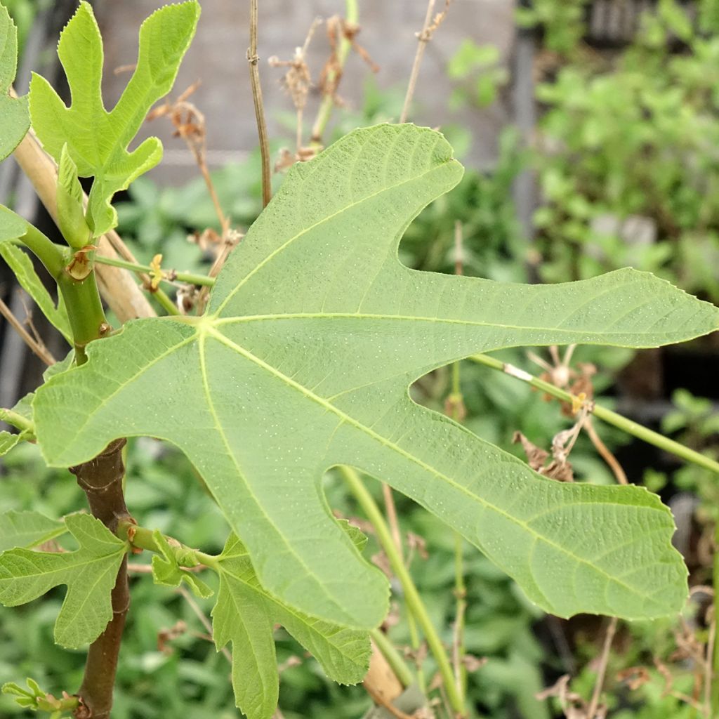 Figuier Ronde De Bordeaux - Ficus carica
