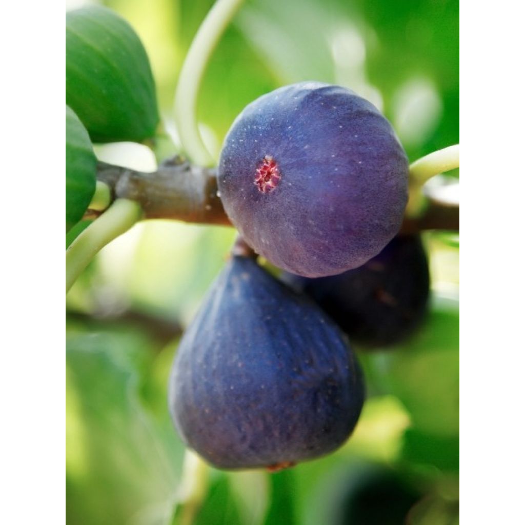Figuier nain Figality - Ficus carica