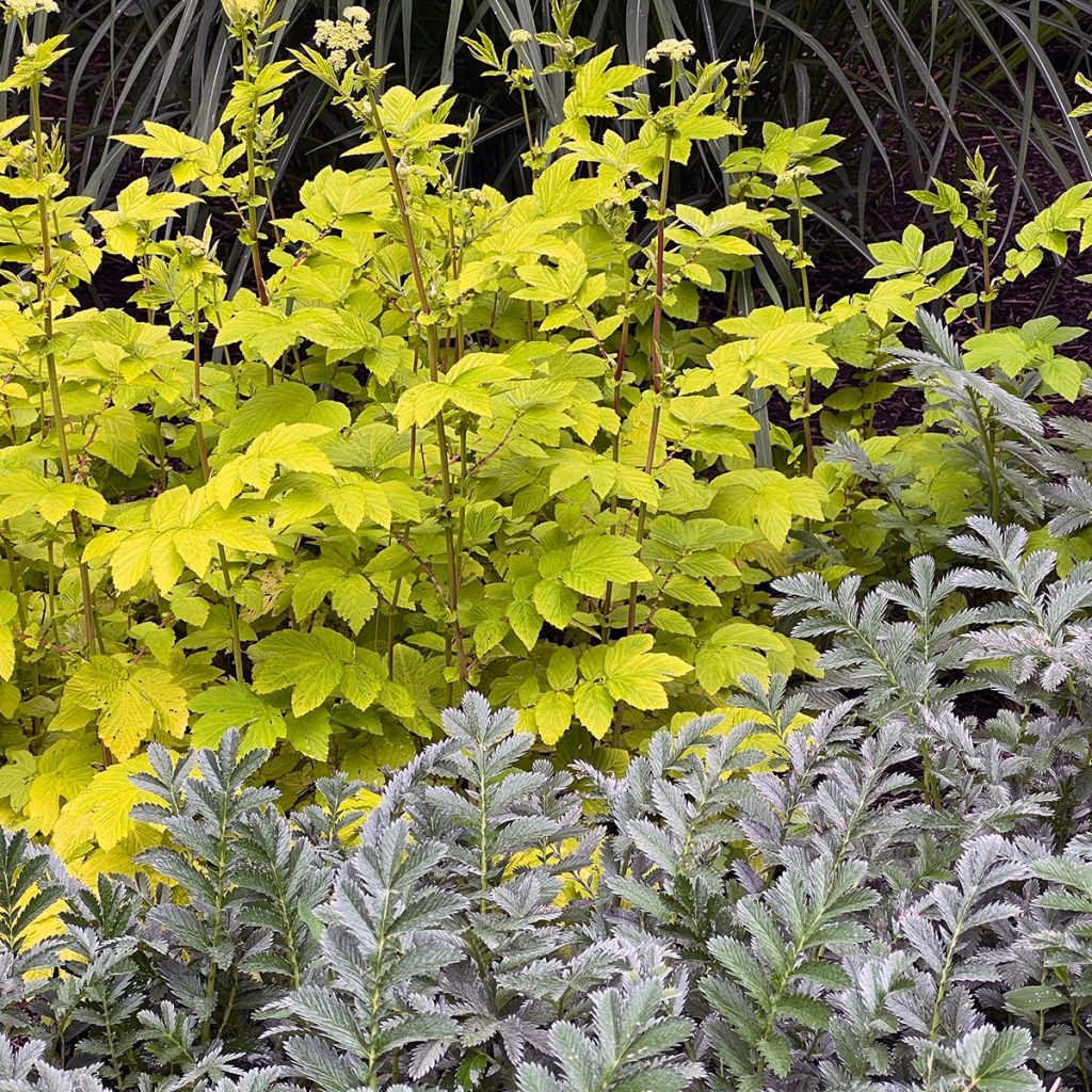 Filipendula ulmaria Aurea - Reine des prés