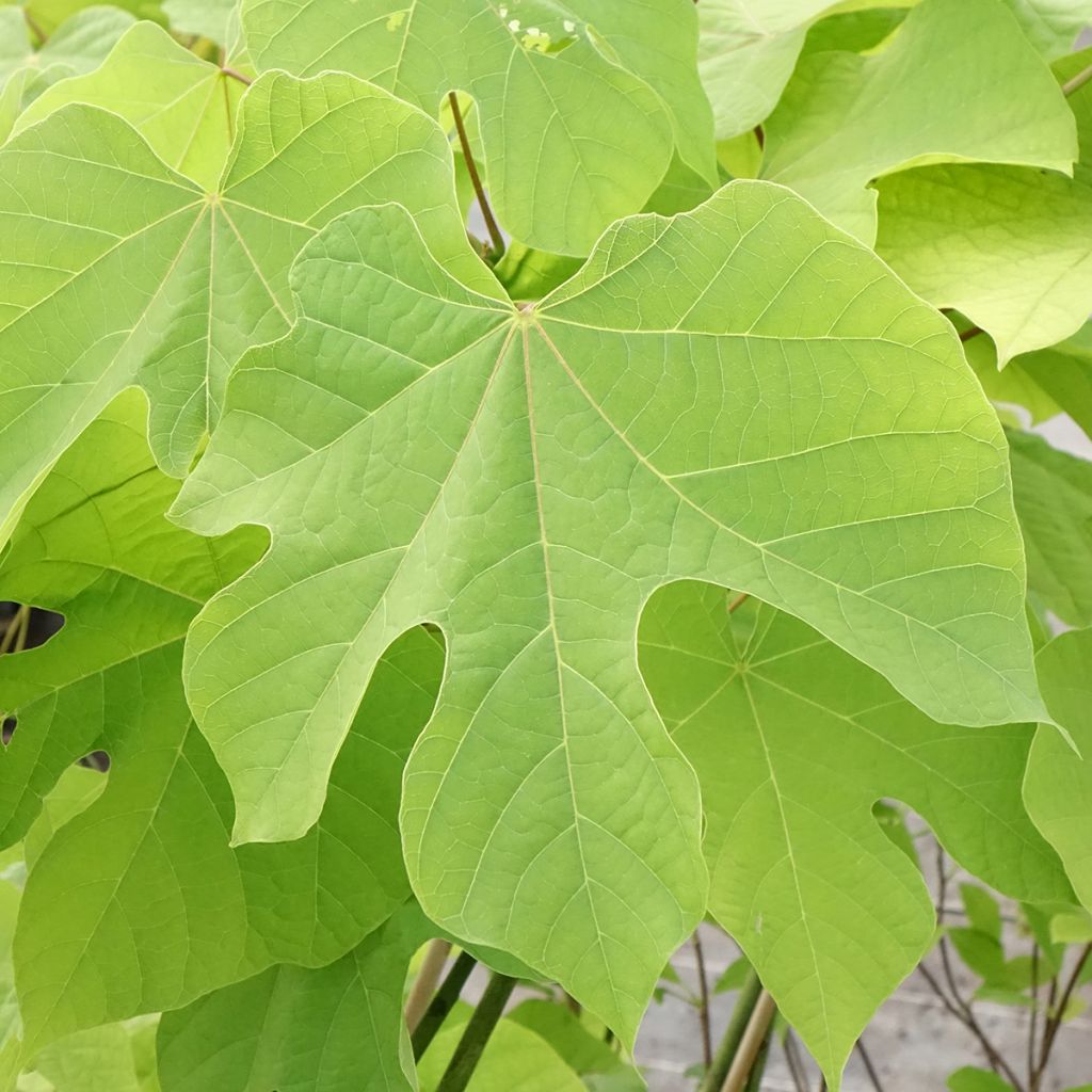 Firmiana simplex - Parasol chinois, Sterculier à feuilles de platane