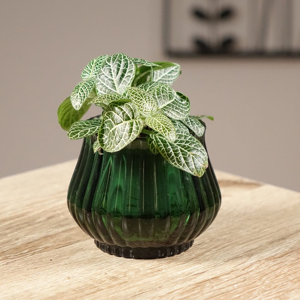 Fittonia Mini White