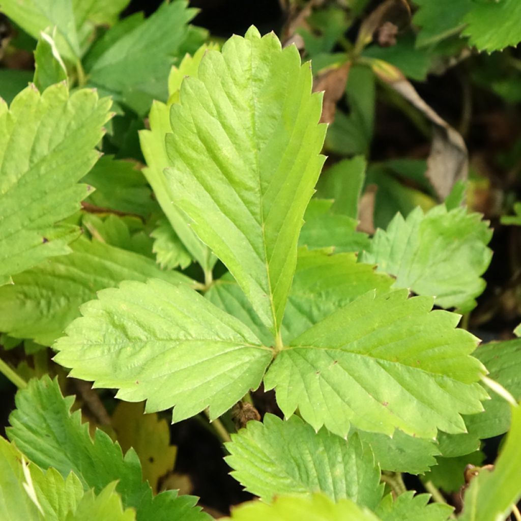 Fragaria alpinum Yellow Wonder - Fraisier des Alpes
