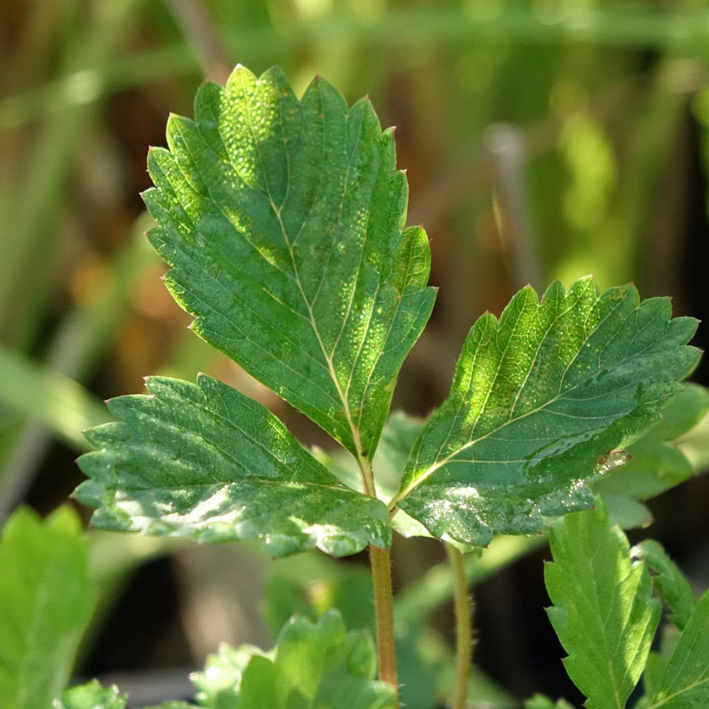 Fragaria vesca - fraisier des bois