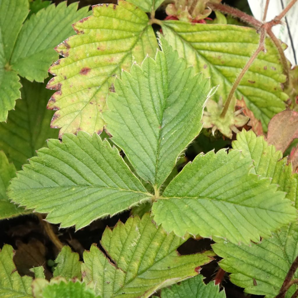 Fraisier Capron - Fragaria moschata