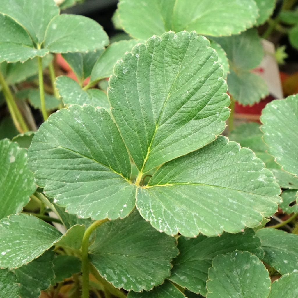 Fraisier Framberry (non remontant)
