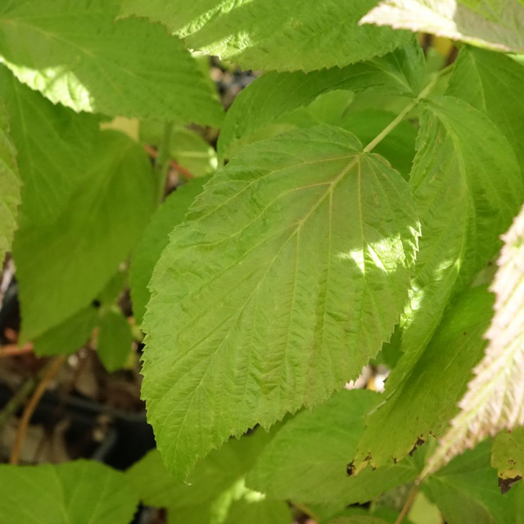 Framboisier Autumn Passion ® (remontant) - Rubus idaeus