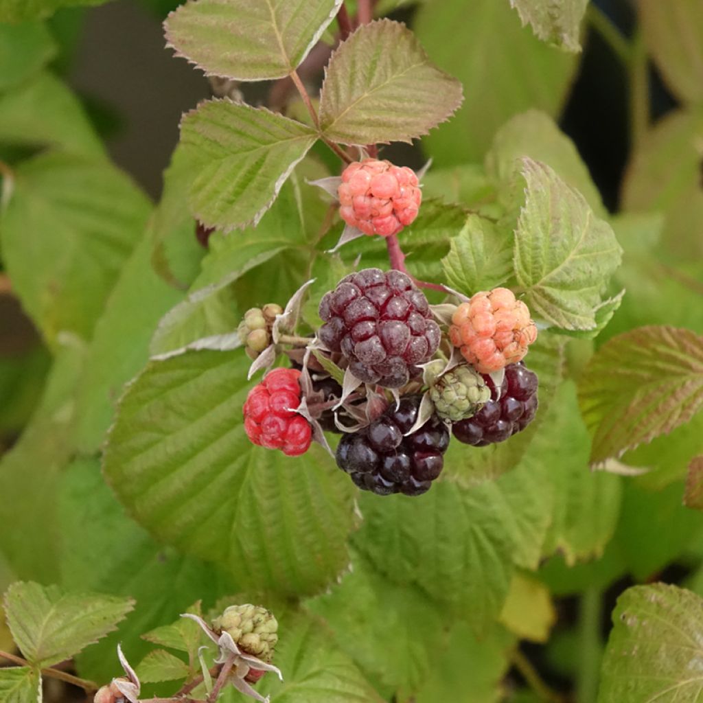 Framboisier Autumn Passion ® (remontant) - Rubus idaeus