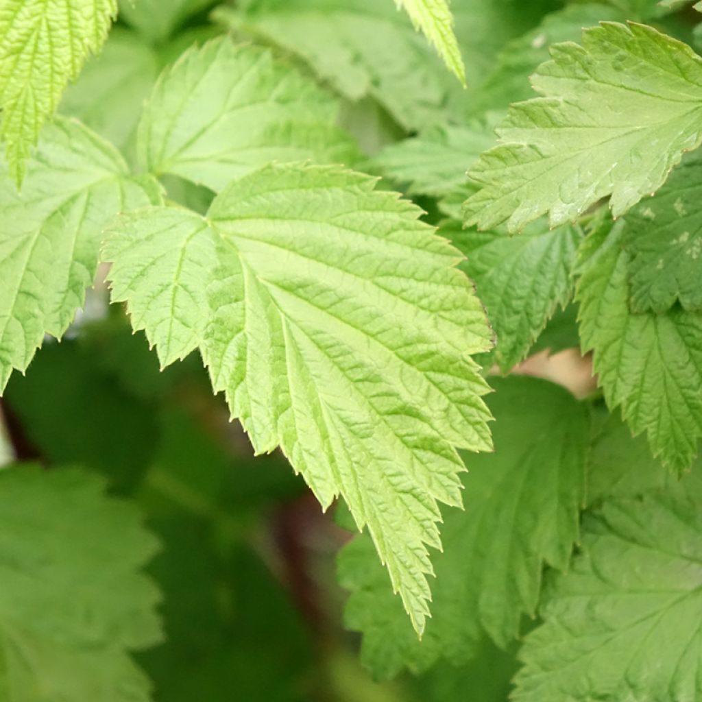 Framboisier Black Jewel - Rubus occidentalis