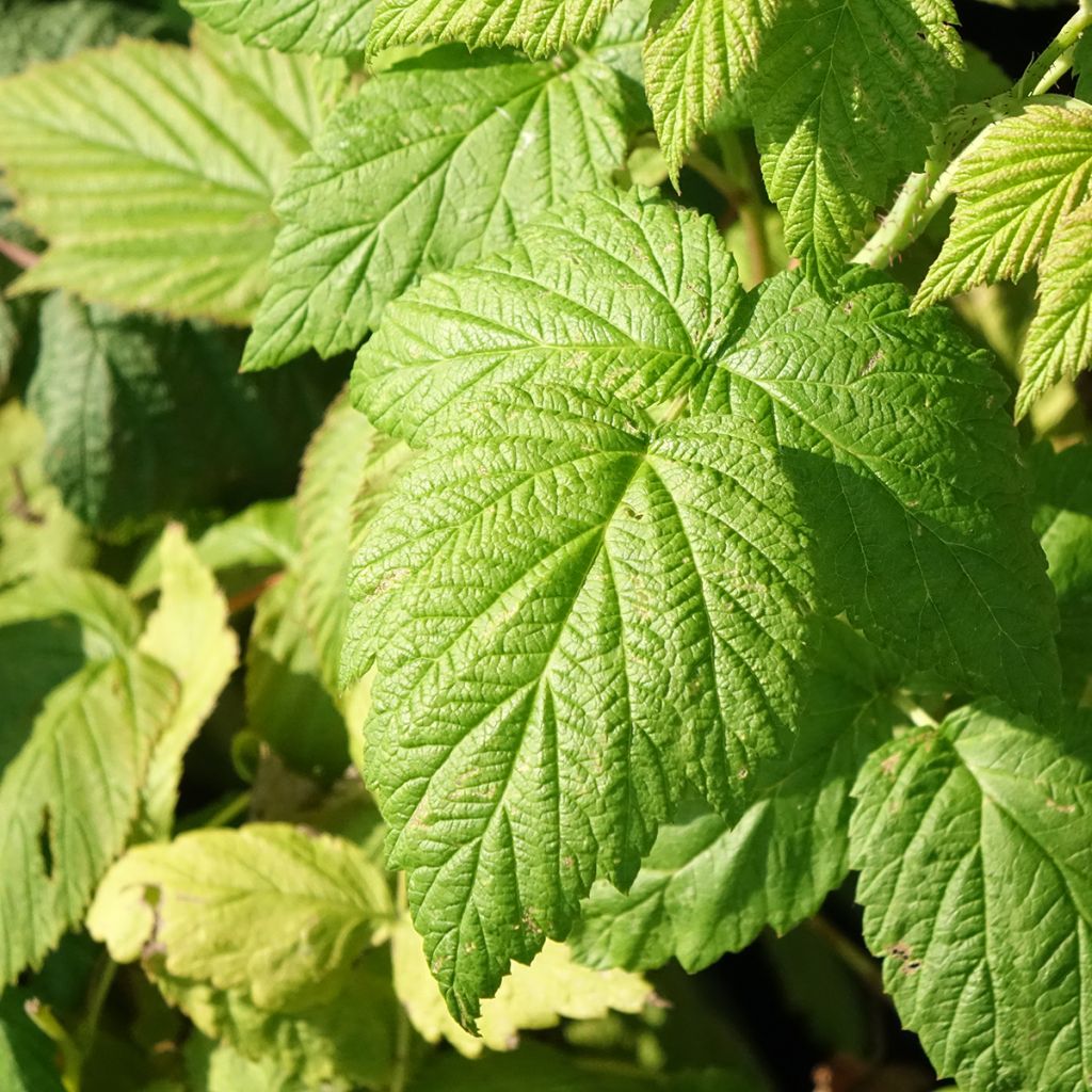 Framboisier Blissy ou Autumn Bliss (remontant) Bio