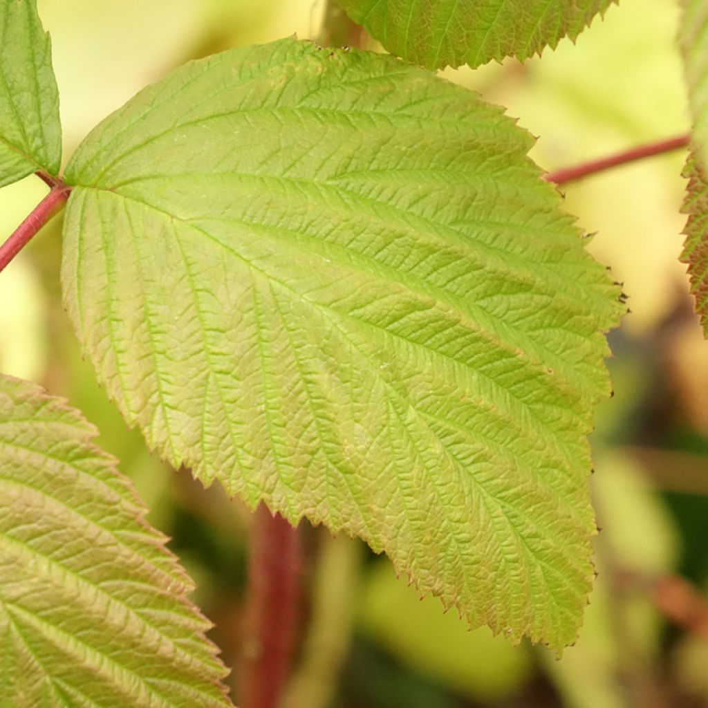 Framboisier remontant Blissy ou Autumn Bliss - Rubus ideaus