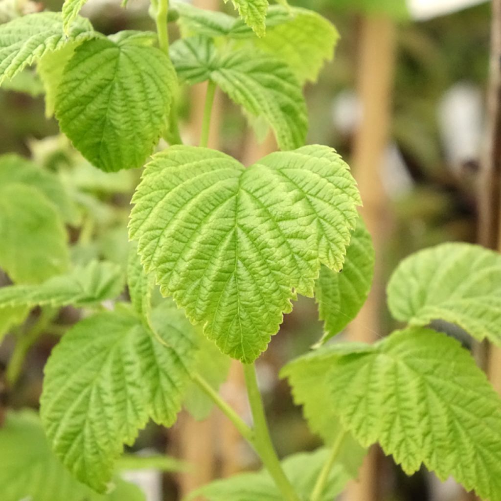 Framboisier nain Lowberry Goodasgold - Rubus idaeus