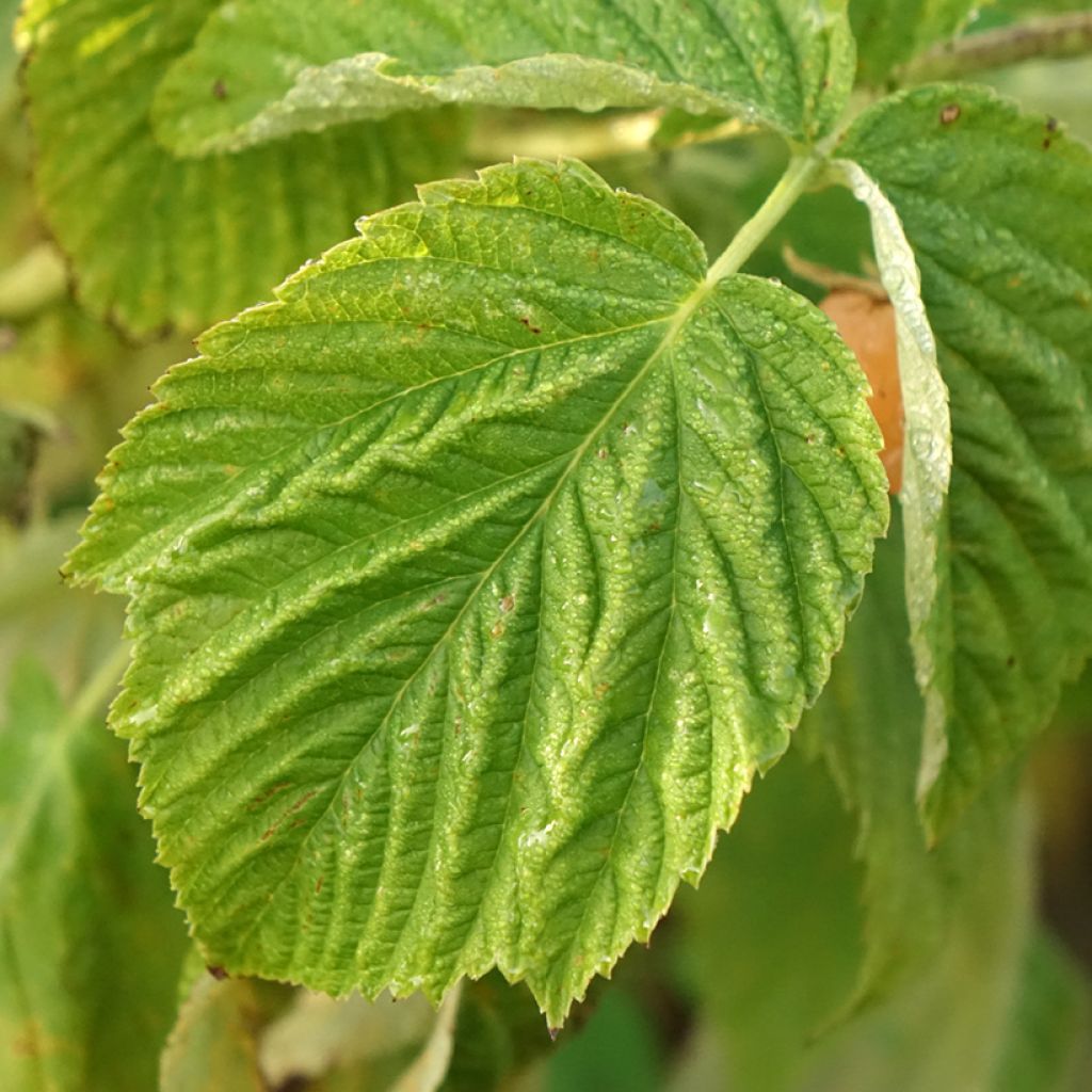 Framboisier nain Lowberry Little Orangelina - Rubus idaeus