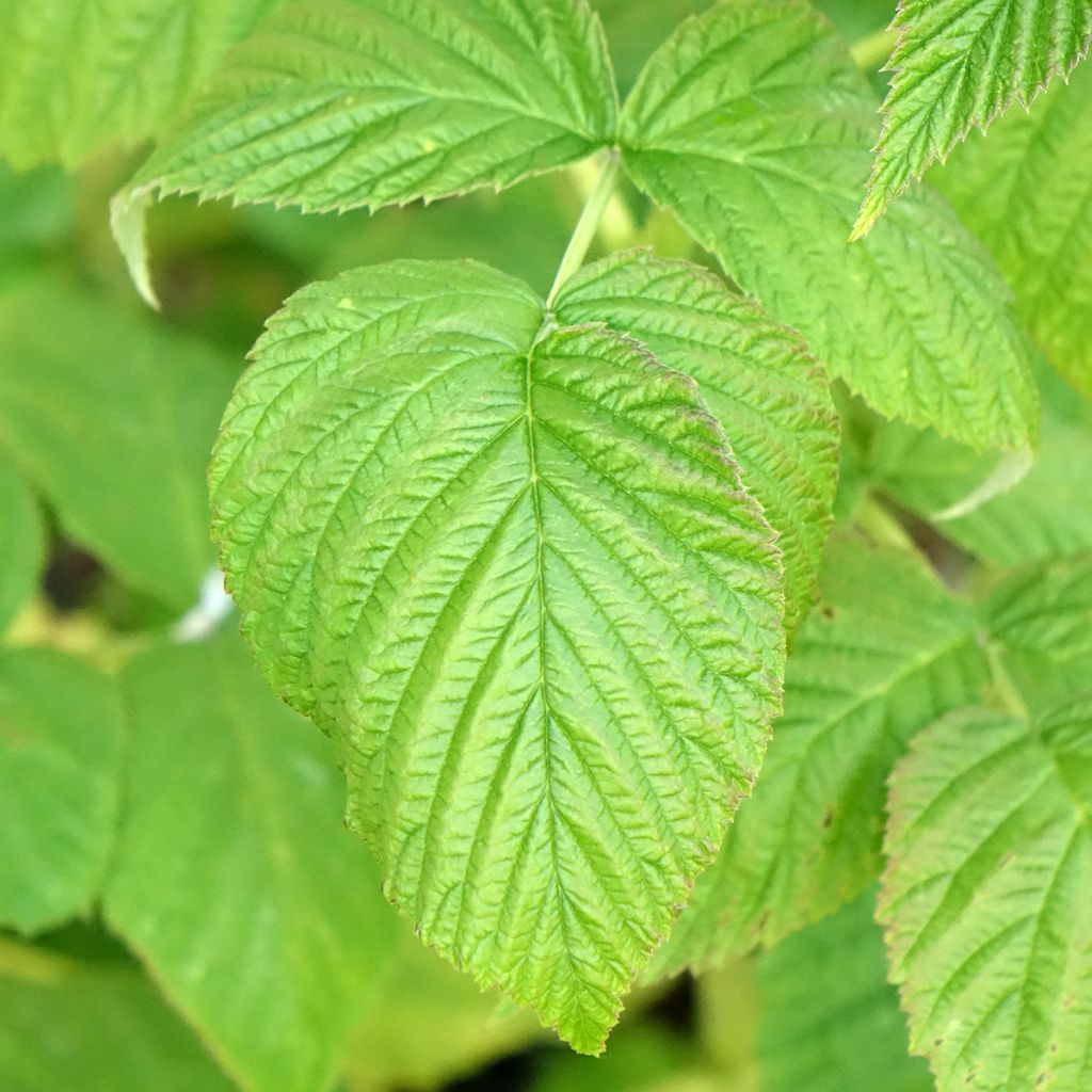 Framboisier Marastar Bio