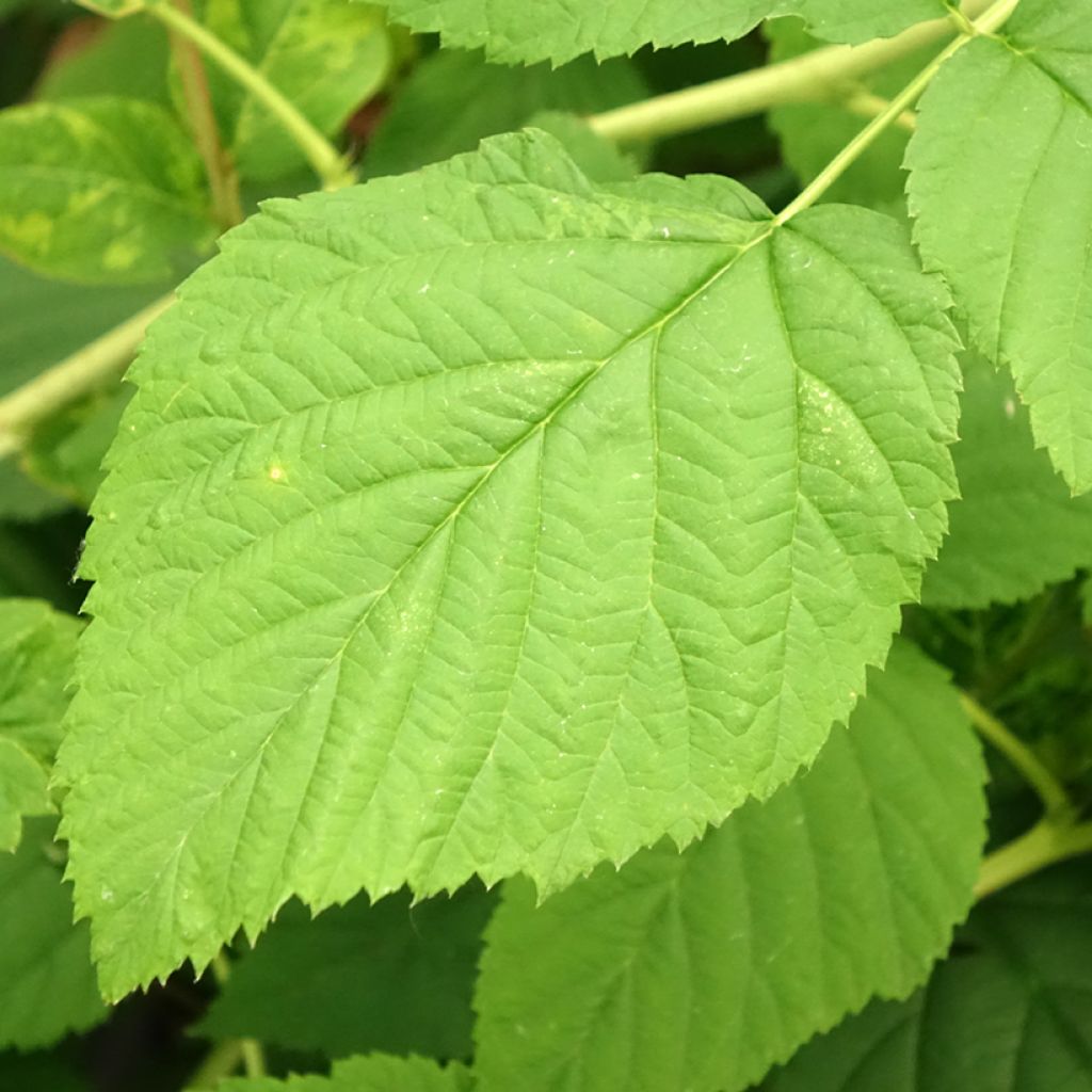 Framboisier Meeker