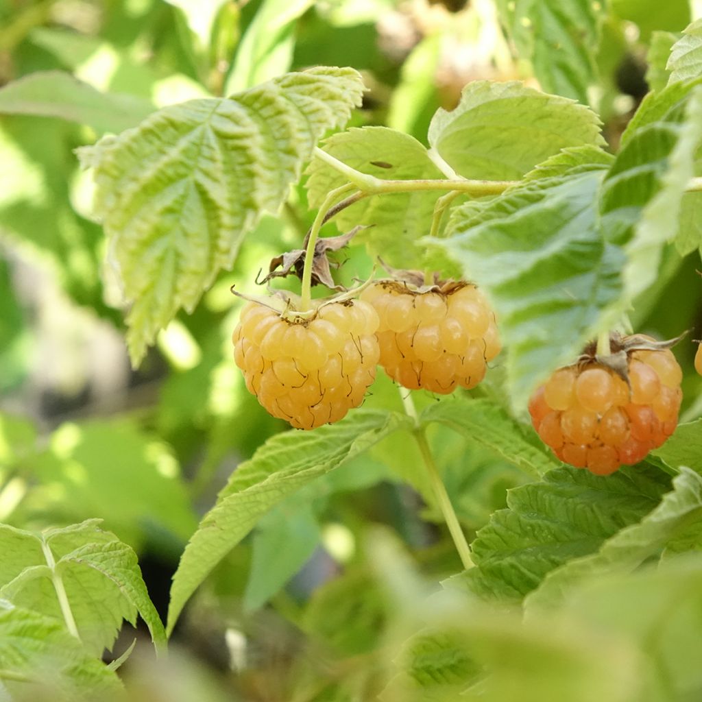 Framboisier nain Lowberry Little Orangelina - Rubus idaeus