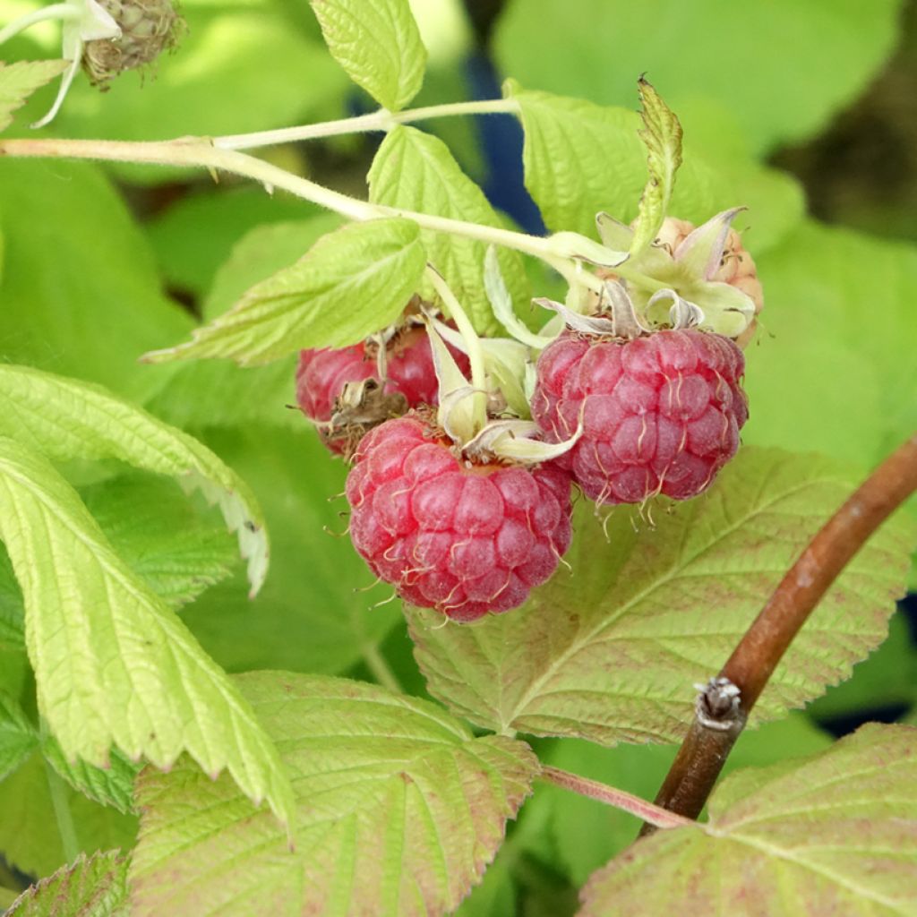 Framboisier remontant Frambélise - Rubus idaeus