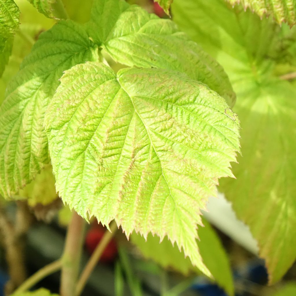Framboisier remontant Frambélise - Rubus idaeus
