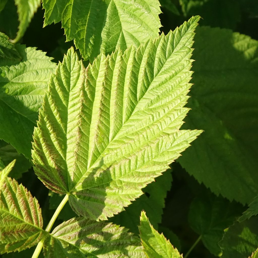 Framboisier Primeberry Autumn Chef - Rubus idaeus 