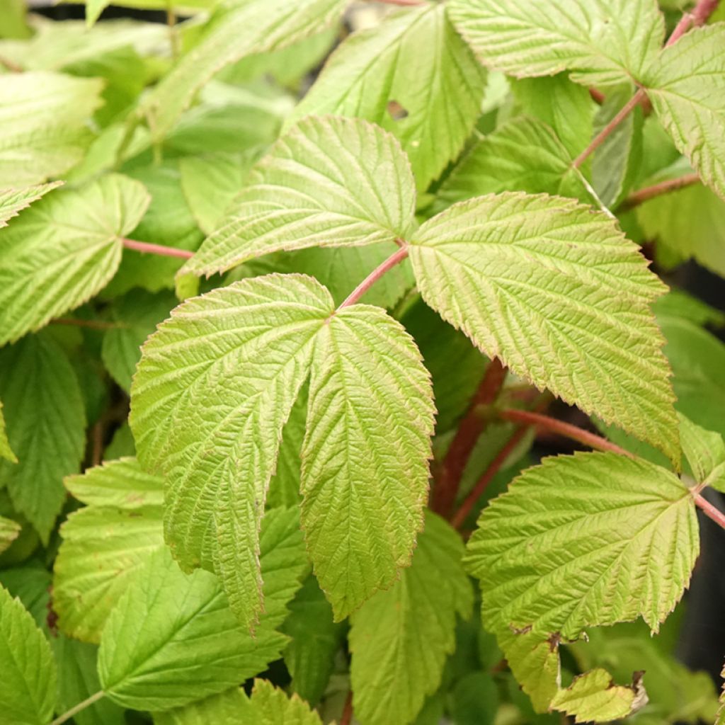Framboisier remontant Sanibelle - Rubus idaeus