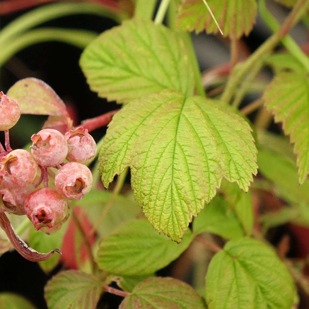 Framboisier remontant Scepter - Rubus idaeus