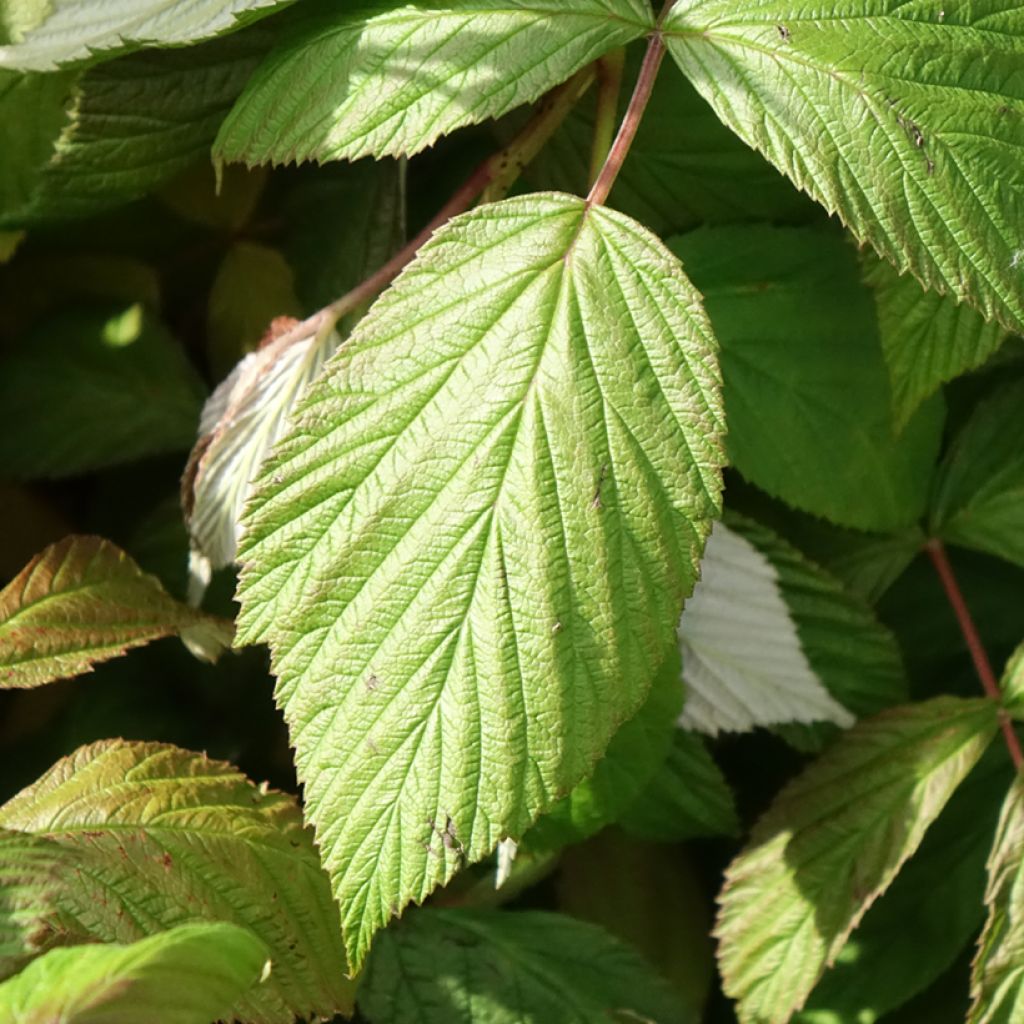 Framboisier remontant September - Rubus idaeus 